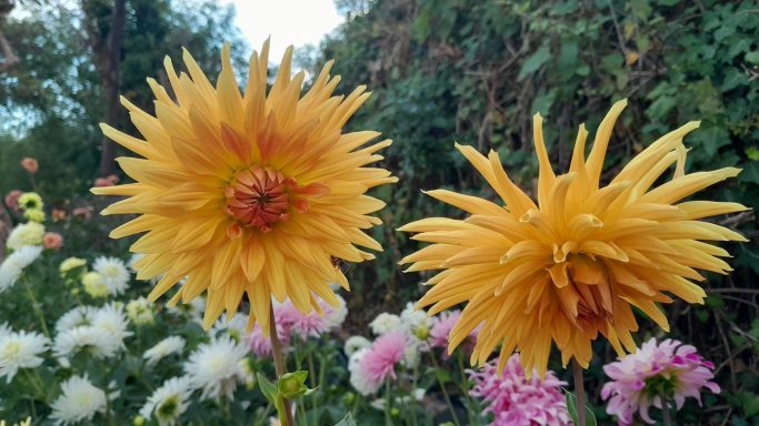 Another of our beautiful Dahlias from 2025