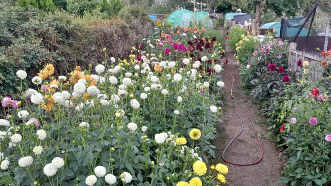 Dahlias in bloom 2025