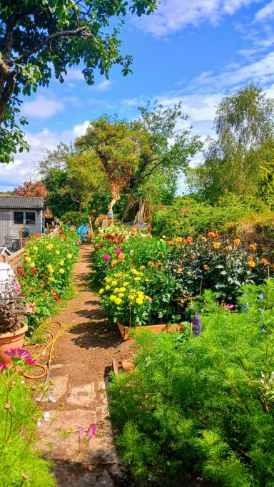 The Dahlia beds in 2025